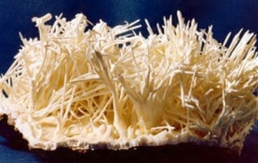 aragonite filendreuse - Paonia Blu Particuliers anti-calcaire ULF adoucisseur anticalcaire anticorrosion Douceur sur la peau nettoyage facile